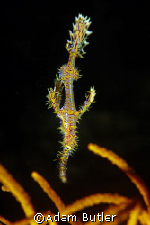 Ornate Ghost Pipe fish, Similan Islands, Thailand by Adam Butler 